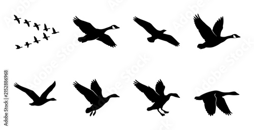 Canada Goose Flying Sequence Vector Icons, Bird Migration V Formation, Silhouette Animation Steps