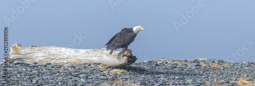 Mature American Bald Eagle on Coastal Driftwood in Fog mist, Homer Spit, Alaska