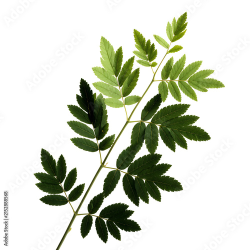 Fresh Green Compound Leaf Branch Isolated on Clean White