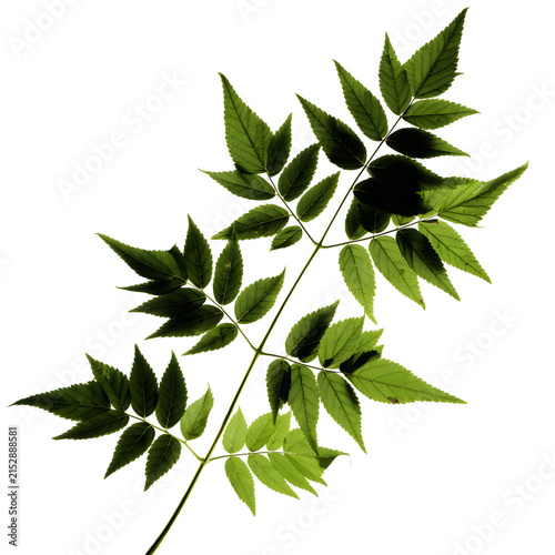 Green Compound Plant Leaf Branch Isolated on White Background