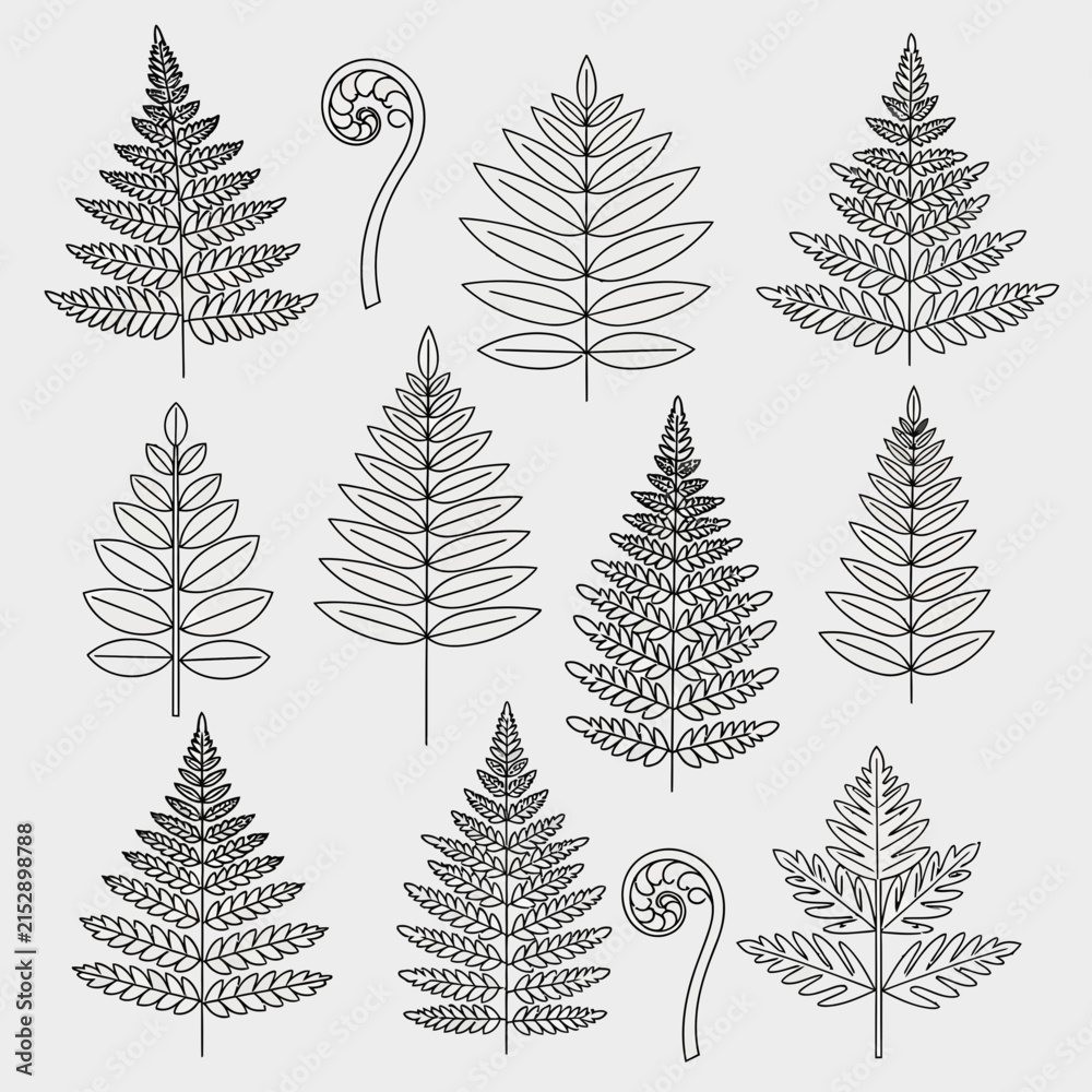 Obraz premium A collection of various hand drawn fern leaf line illustrations
