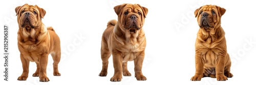 Shar pei wrinkled dogs standing set isolated on transparent background