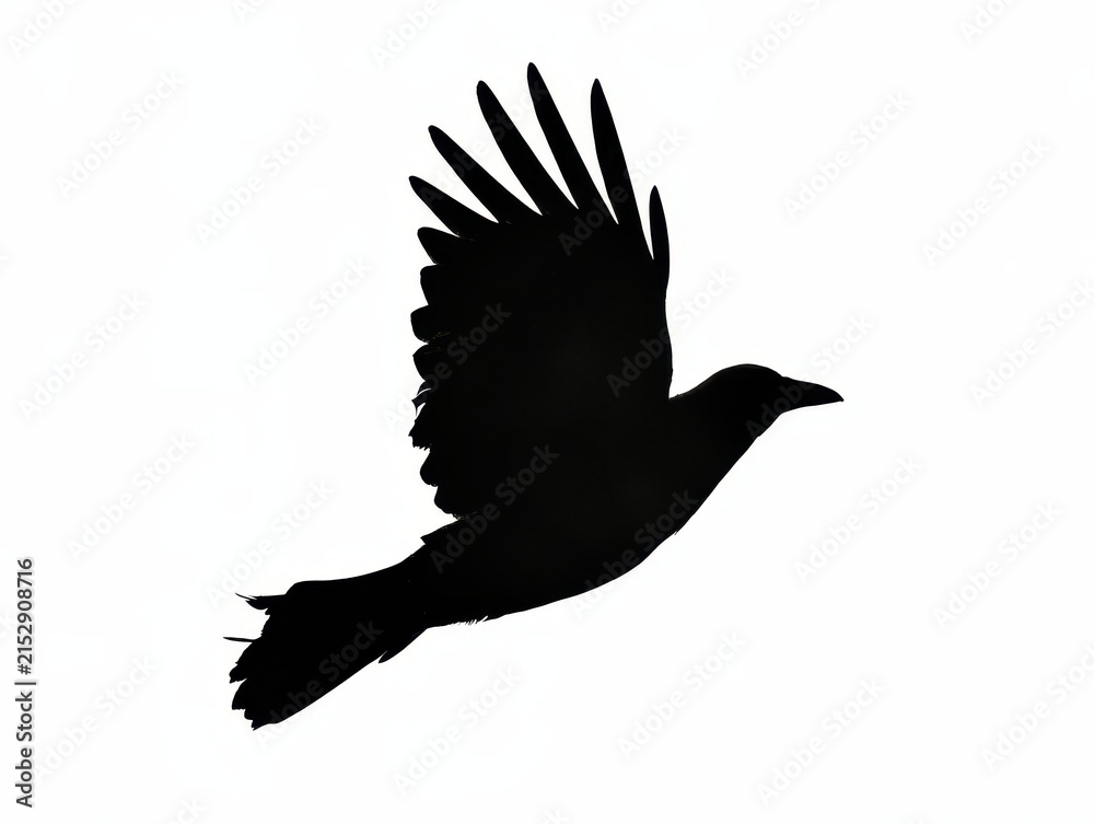 Naklejka premium Silhouette of a flying crow isolated on white background