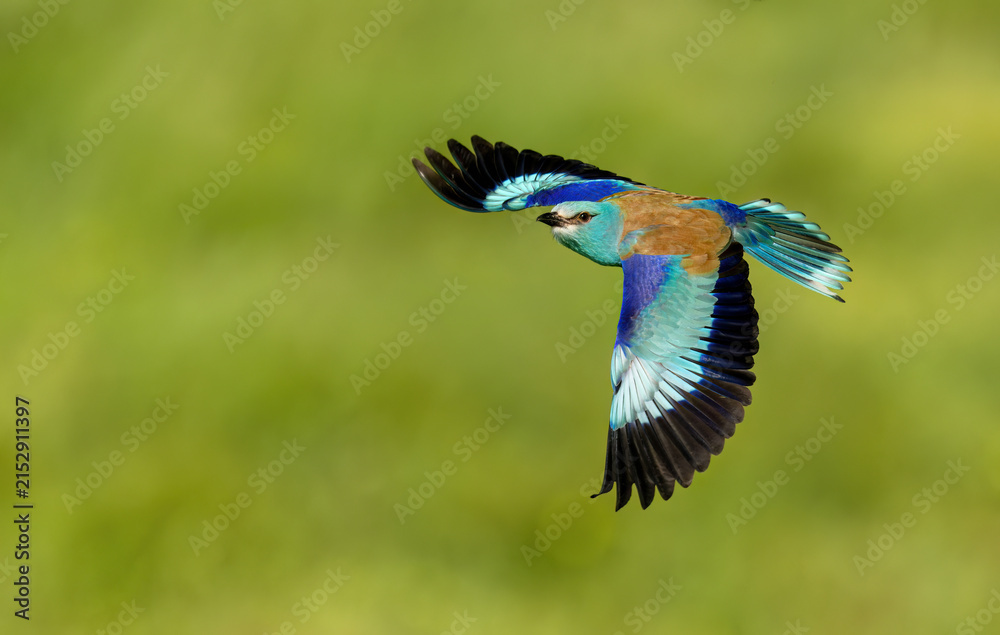 Obraz premium Roller bird close up ( coracias garrulus )