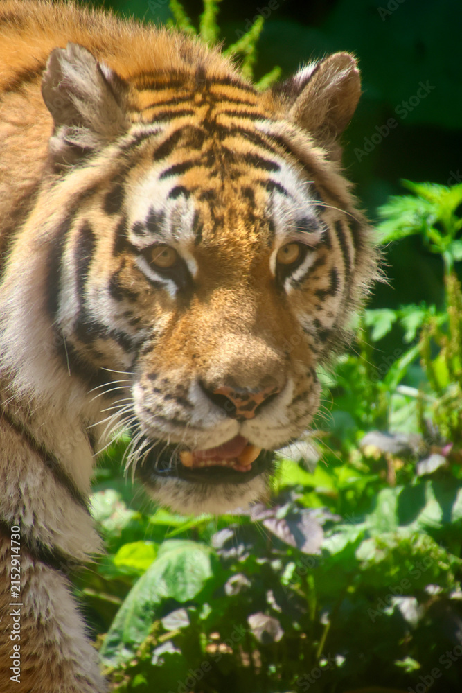 Fototapeta premium アムールトラ・旭山動物園（北海道・旭川市）