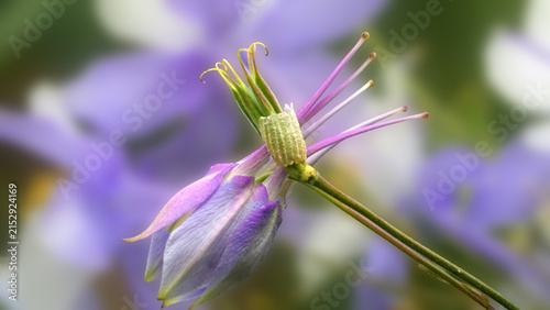 Obraz na plátně Beautify Colorado Columbine wildflower