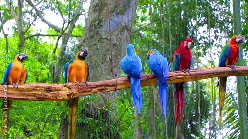 Colorful Macaw Parrots Perched Together On Tree Branch In Brazil.