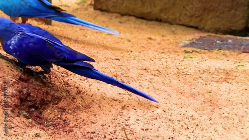 Blue Hyacinth Macaw Feeding On Ground Near Iguacu Falls Brazil.