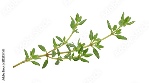Fresh Green Thyme Sprig with Delicate Tiny Leaves