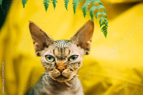 Obraz na płótnie Cats Portrait With Fern Leaves