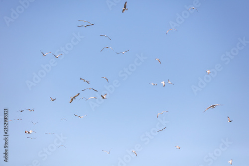 фотографія A flock of seagulls flying in the sky