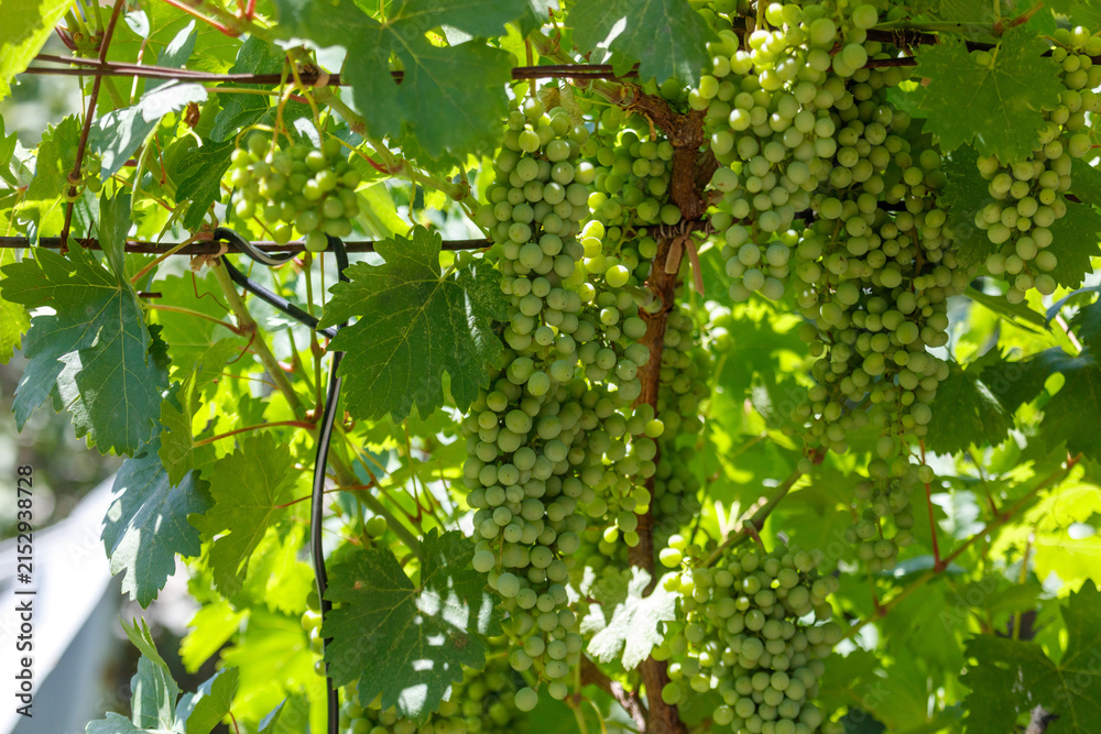 Obraz premium Sunlit green grapes hang from vine clusters