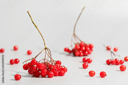 Red viburnum berries on grey background