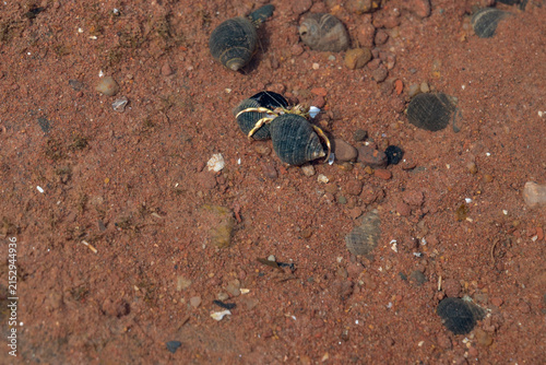 Small hermit crab wearing a dark snail shell on the beach and considering a relocation.