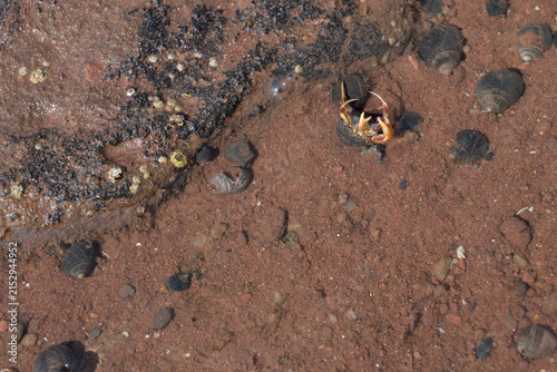 Marine life closeup of a hermit crab in a snail shell.