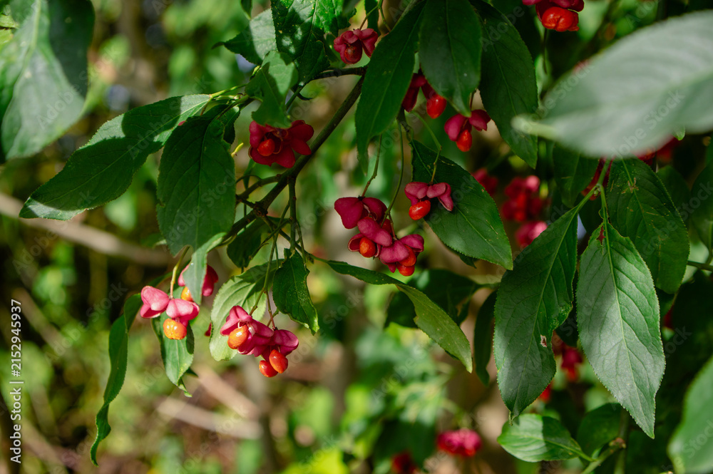 Obraz premium Euonymus europaeus spindle tree with pink red fruits and orange seeds growing on branches in autumn