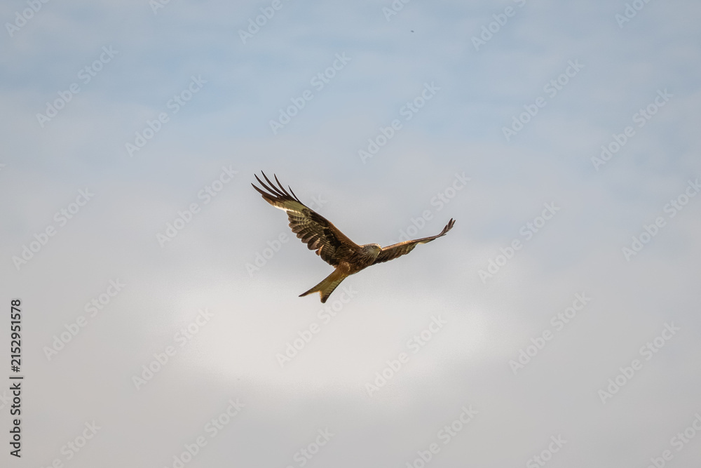 Obraz premium Red kite (Milvus milvus) gliding in flight against a soft cloudy sky, showcasing its distinctive wings and forked tail.