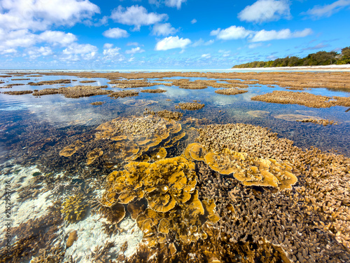 Obraz na plátně Shallow coral formations visible through clear tropical water at low tide on Heron Island, Queensland, Australia