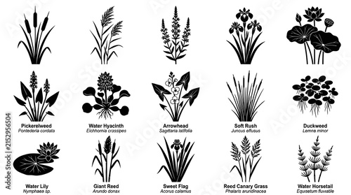 Nature and Botany: Black and White Silhouette Vector Icons of Aquatic Wetland Plants Set