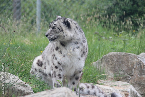 Foto snow panther in a zoo in france