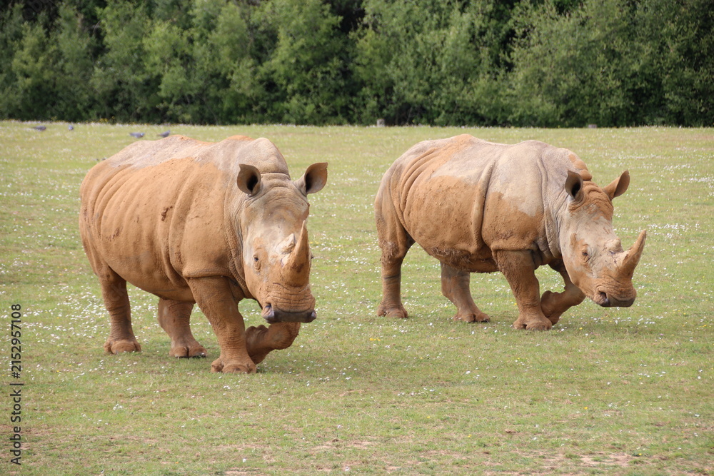 Fototapeta premium white rhinoceros in a zoo in france 
