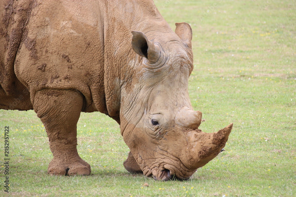 Fototapeta premium white rhinoceros in a zoo in france