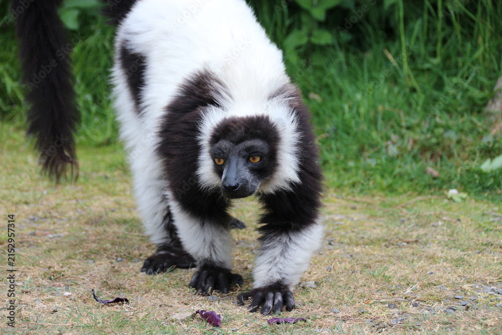 Obraz premium black and white ruffed lemur in a zoo in france