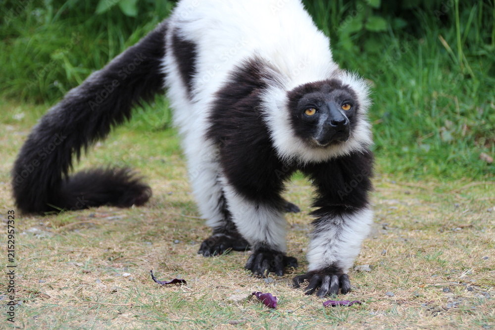 Obraz premium black and white ruffed lemur in a zoo in france