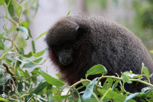 Фотография coppery titi monkey in a zoo in france