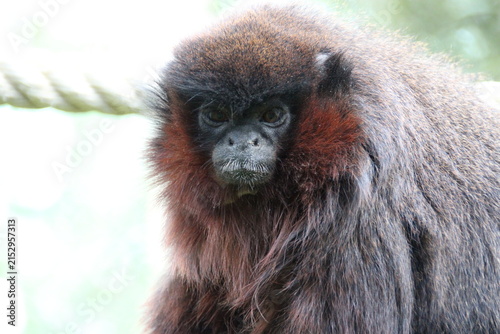 coppery titi monkey in a zoo in france 
