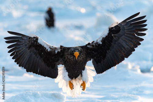 Canvastavla An Adult Steller's Sea-eagle demonstrates its tremendous size as it arrives on the sea-ice on the Nemuro Strait off the coast of Shiretoko, Japan