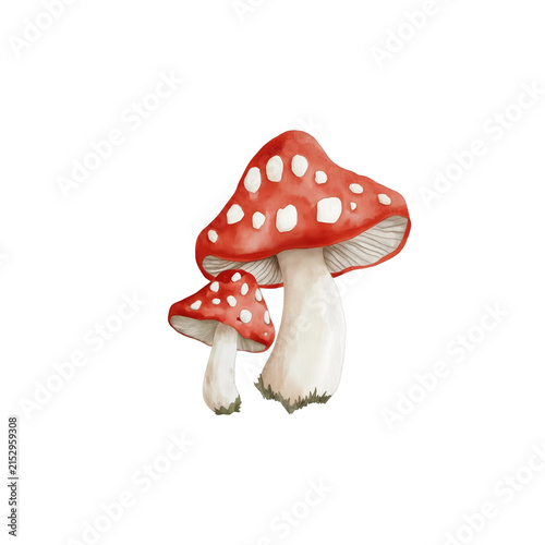 Фотография fly agaric mushroom