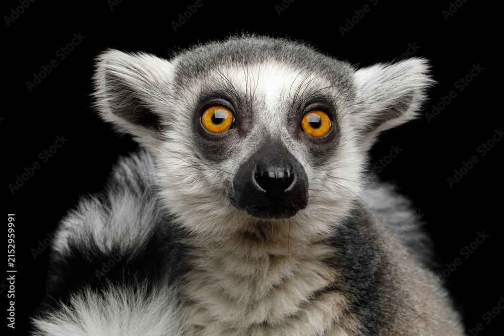 Fototapeta premium Ring-tailed lemur close-up portrait staring directly at camera isolated on black background