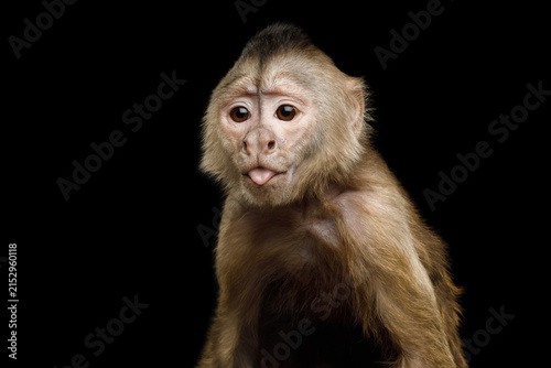Photography Capuchin monkey sticking tongue out isolated on black background
