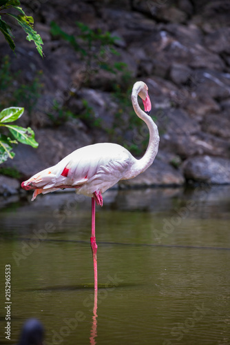 The Great Flamingo's full posture, standing gracefully on one leg by the water, its curved neck and pink feather details...