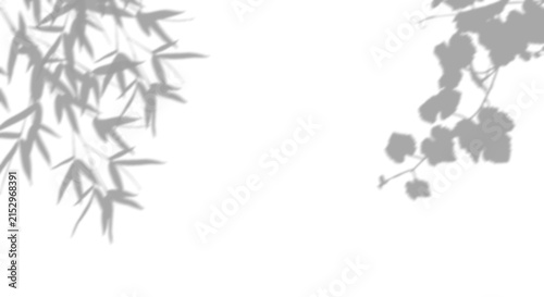 Natural soft shadows of bamboo leaves and grape vine branches cast on a white wall surface presented as an isolated on transparent background