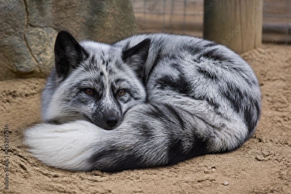 Obraz premium Silver fox curled up resting on sandy enclosure floor