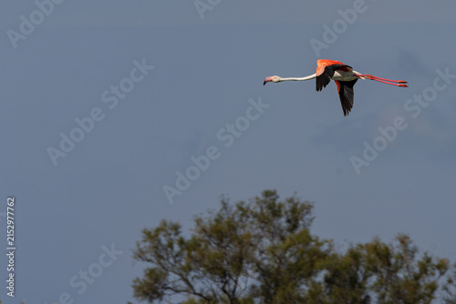 Greater flamingo (Phoenicopterus roseus) flying over a lagoon in the Camargue, France.