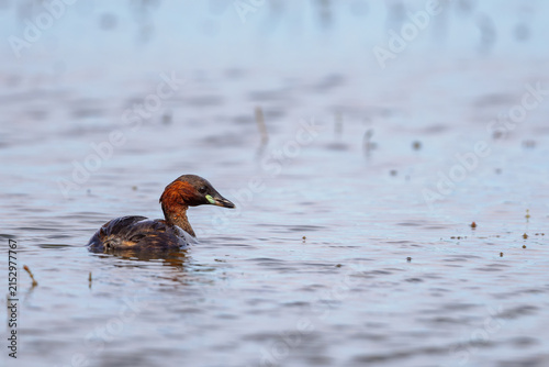 Little grebe (Tachybaptus ruficollis) swimming in a lagoon in the nature protection area Marais du Vigueirat in the Camargue, France.
