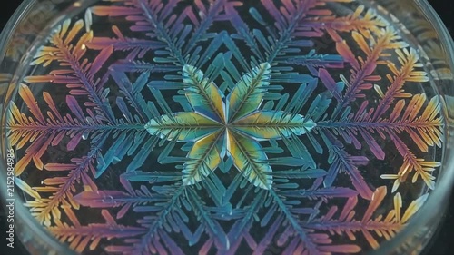 Macro time lapse of iridescent liquid crystallizing into a beautiful snowflake shape in a petri dish