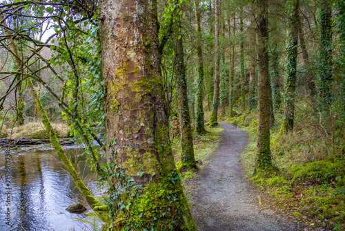 Woodland trail beside the Glenaniff River at Fowley’s Falls, County Leitrim, Ireland, winding through moss-covered trees, ivy and lush forest vegetation in a peaceful riverside setting.