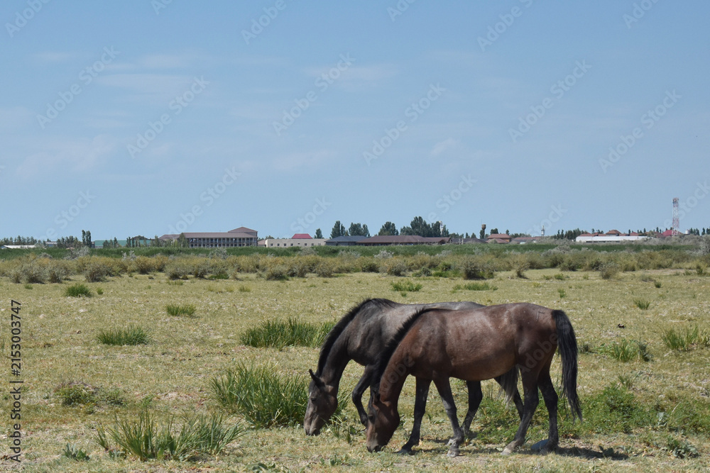 Fototapeta premium Scenic wide landscape of horses grazing in a green grass pasture meadow with a line of trees on the horizon under a clear blue sunny sky with empty copy space