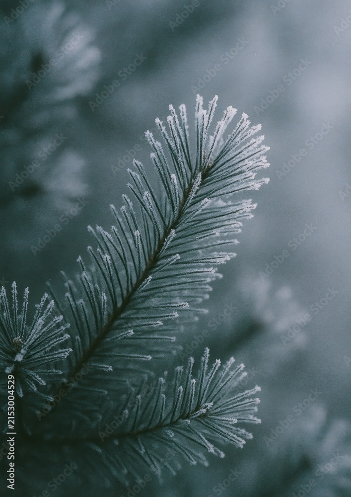Obraz premium Frosted pine branch winter elegance.