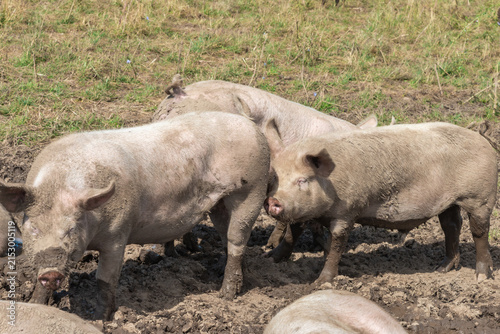 Fotografie Muddy Organic Pig Wallowing on a Free Range Farm