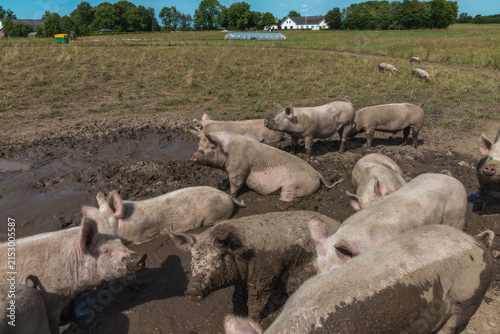 Принти на полотні Muddy Organic Pig Wallowing on a Free Range Farm
