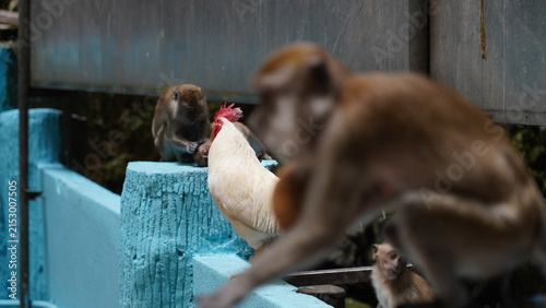 Foto Rooster and Macaques Wildlife Photography Animal Kingdom