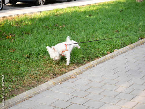 Obraz na płótnie White west highland terrier urinating on green grass next to a sidewalk