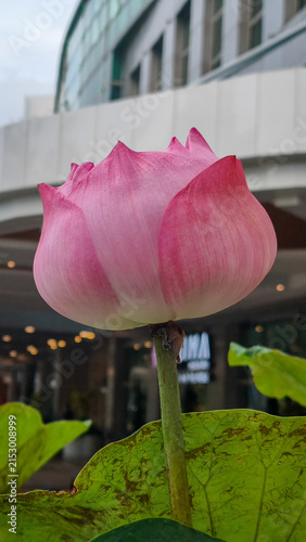 Vibrant Pink Lotus Bud Close-Up. Serene close-up of a blooming pink lotus bud set against a modern architectural backdrop with green leaves. Floral photography.