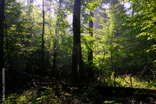 Photography Bialowieza forest primeval woodland sunbeams illuminating trees