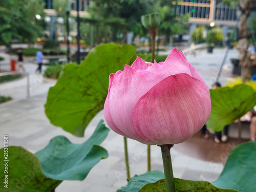 Vibrant Pink Lotus Bud in Urban Garden Bokeh Background. A detailed close-up of a tender pink lotus flower bud blooming amidst lush green pads in a peaceful city park courtyard.